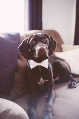 Wedding Dog