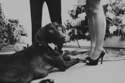 Wedding Dog - Pet Friendly Inn
