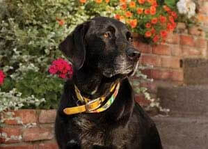 A black dog sits at the bottom of a set of steps