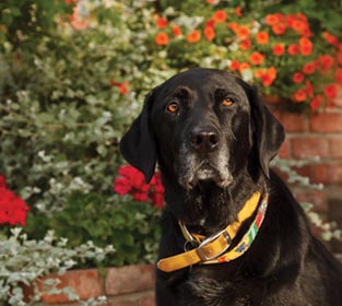 B&B Coeur d'Alene, Pippin the Innkeeper pup