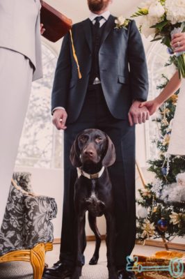 A dog sits during the wedding