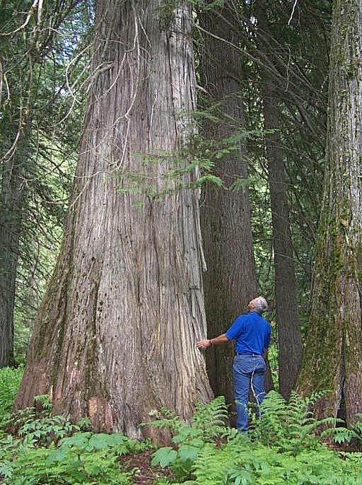 settlers grove of ancient cedars