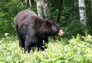 Black Bear